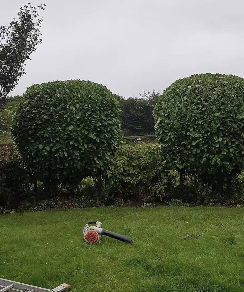 Hedge trimmer in Baglan
